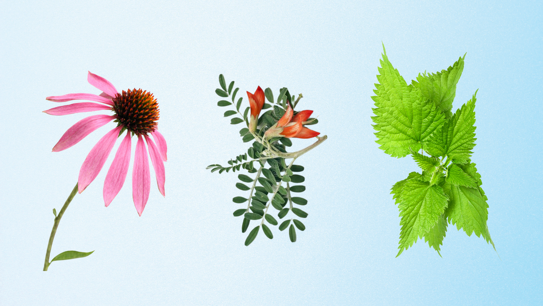 The Best Herbs to Boost you Immune System.